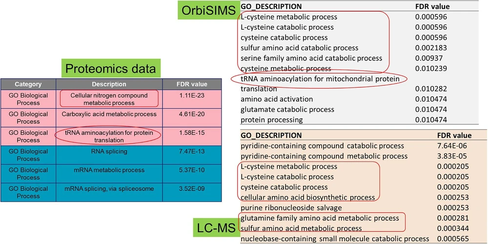 Anal. Chem. 2024, 96, 29, 11760-11770: Figure 5. GO analysis of metabolomics data sets from OrbiSIMS and LC-MS/MS, and comparison with proteomics GO analysis.