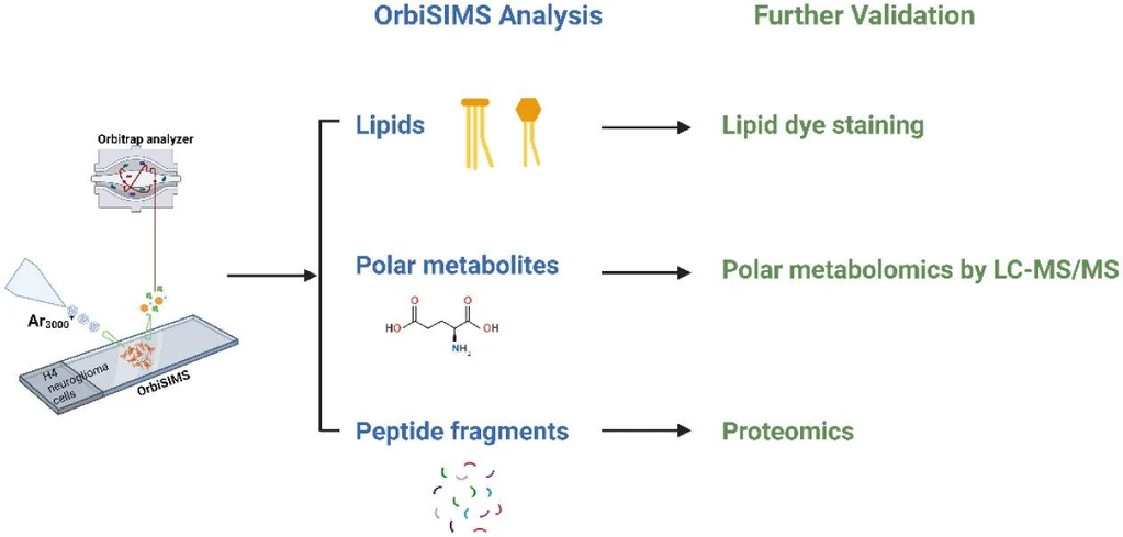 Anal. Chem. 2024, 96, 29, 11760-11770: Figure 6. Novel workflow of OrbiSIMS as a screening tool suggests further validation methods for each type of metabolite. Initially, OrbiSIMS depth profile analysis is conducted to obtain spectral information, including lipids, polar metabolites, and peptide fragments. If differentiated levels of lipids are observed under disease or treatment conditions, they are further validated or confirmed through lipid dye staining or lipidomics studies. Similarly, alterations in polar metabolites can be complemented and further explored using LC-MS/MS metabolomics. Finally, the applicability of OrbiSIMS to detect peptide fragments provides initial indications of protein-level changes, which can be further investigated by proteomics analysis.