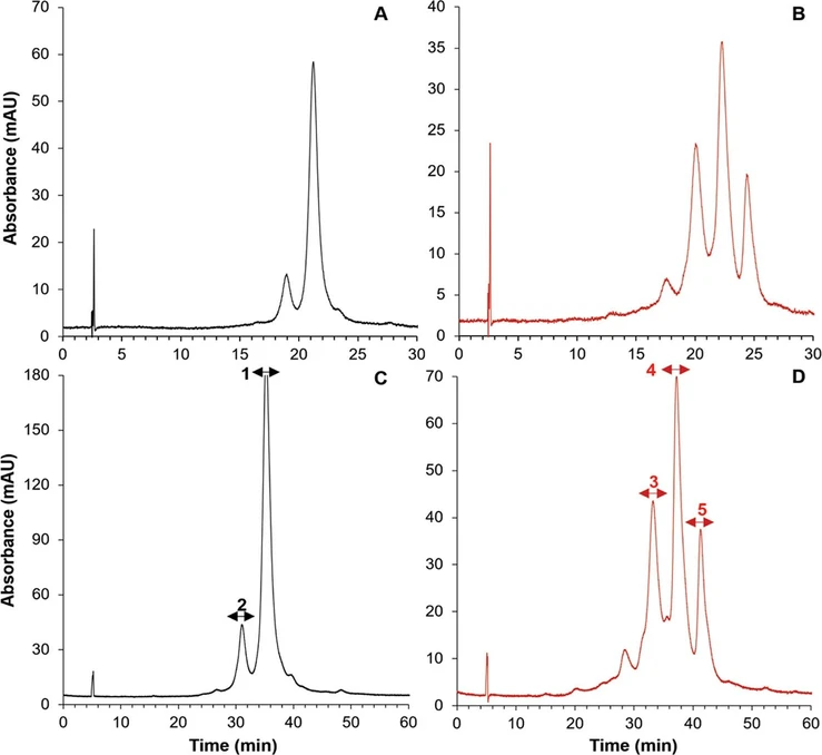 Anal. Chem. 2024, 96, 3, 1121-1128:Figure 3. Separation of the trastuzumab reference sample and trastuzumab variants after forced oxidation on one column (A, B) and two serially coupled columns (C, D). Separations were performed using the multialkylamide stationary phase, applying an inverse gradient of NaCl from 3 to 0 M, F = 0.5 mL/min, tG = 30 min (single column) and tG = 60 min (coupled columns). The fractions that were collected for subsequent RP-HPLC-MS/MS peptide mapping experiments, highlighted by the arrows (C, D).