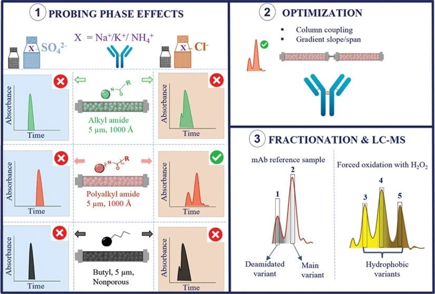 <ul>
<li><strong>Photo:</strong> <em>Anal. Chem.</em> <strong>2024</strong>, <em>9</em>6, 3, 1121-1128: graphical abstract.</li>
</ul>
