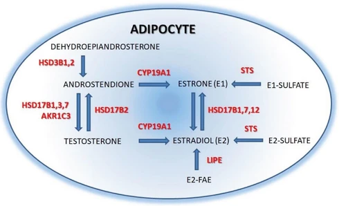 Sensitive quantitative LC-MS/MS method of steroid hormones determination in adipose tissue as a helpful tool in obesity research