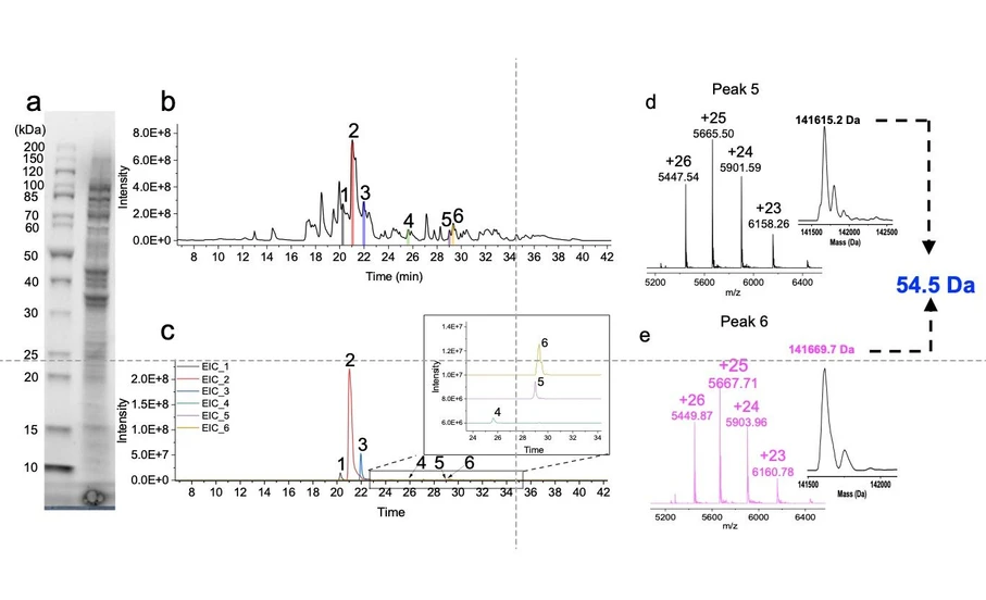 <ul>
<li><strong>Photo:</strong> Chemometrics and Advanced Separations Team: Nanoflow IEC-HRMS to study complex proteoform mixtures</li>
</ul>