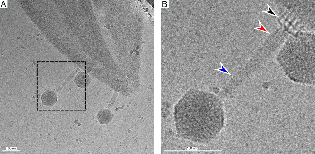 <p><strong>CEITEC/Plevka Lab: </strong>How to Kill Staphylococcus Aureus: A New Insight into Viruses That Can Defeat Bacteria&nbsp;</p>
