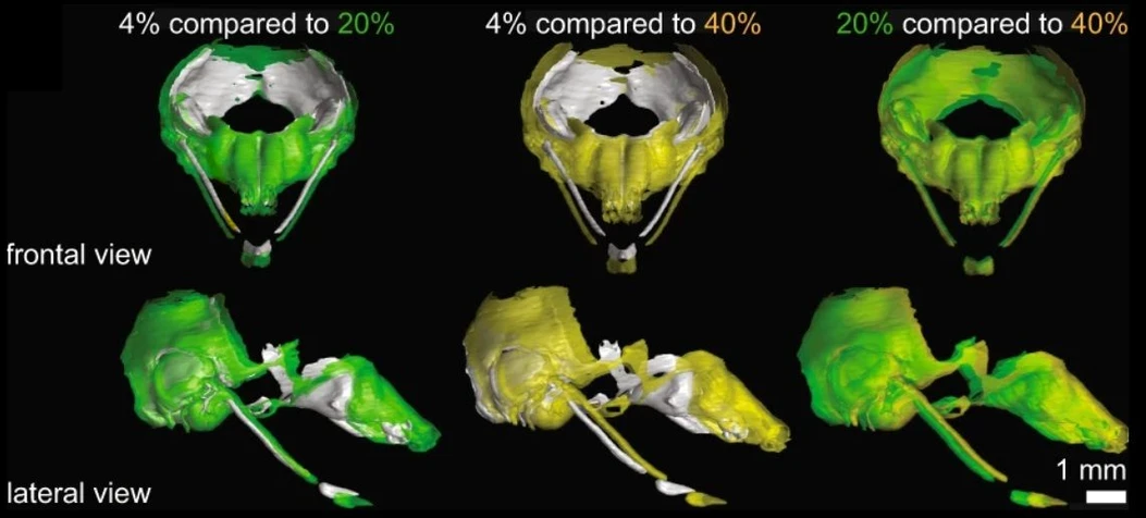 CEITEC BUT: 3D cartilage tissue models of mouse embryos created using X-ray computed microtomography. The different colours of the models represent different protein diets.