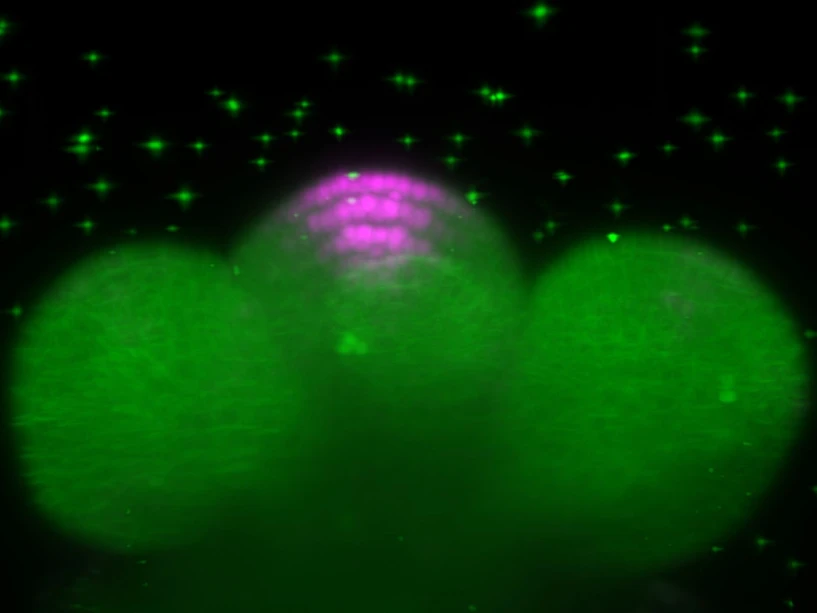 CEITEC / Říha Lab: 3D reconstitution of Arabidopsis inflorescence meristem with stem cells highlighted in magenta. Microscopy image acquired using Lightsheet Z1 system