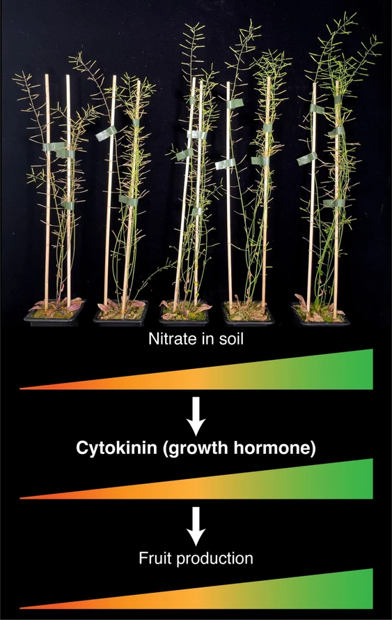 CEITEC / Říha Lab: Schematic representation of how soil nitrate availability regulates shoot reproductive development via cytokinin.