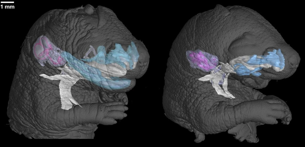 CEITEC BUT: Control vs mutant microCT