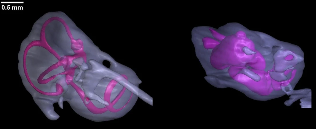 CEITEC BUT: Control vs mutant microCT (ear)