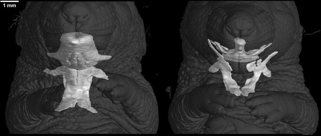 CEITEC BUT: Control vs mutant microCT (tongue)