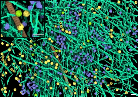 CEITEC Scientists Are the First to Capture How Enteroviruses Initiate Infection 
