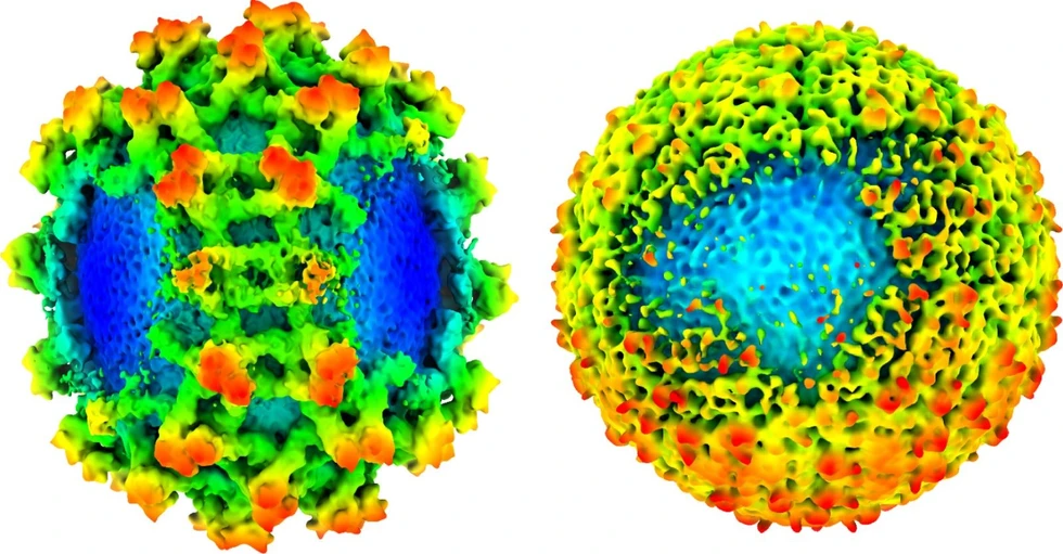 <p><strong>CEITEC/Plevka Lab: </strong>Virus klíšťové encefalitidy vědce překvapil: objevili „lysiny“ v jeho obalu </p>