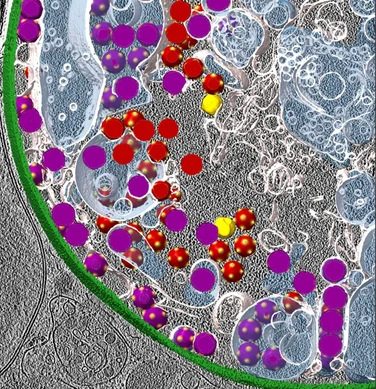 Virus attacking coccolithophore – marine alga that affects the Earth’s climate