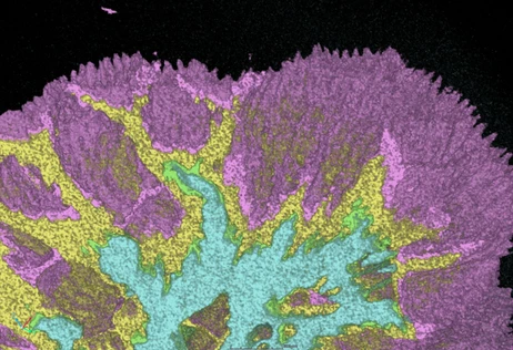Live Corals Traveled by Train from Vienna to Brno. Scientists Uncovered Their Secret Life 