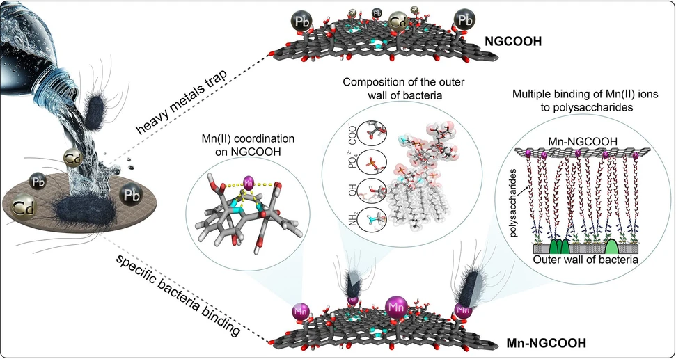 <p>CHEMJOURNAL-D-25-00469: Figure 1. Schematic of the one-step water filtration process using Mn-NGCOOH and NGCOOH layers. The illustration shows water flowing through the membrane with simultaneous removal of bacteria and heavy metals. Insets highlight carboxyl-metal binding, manganese coordination on the graphene surface, bacterial membrane structure, and the trapping of bacteria through Mn2+ binding to outer-membrane polysaccharides.</p>