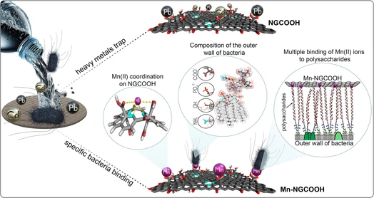 Single-atom-enhanced membrane for simultaneous bacteria and heavy metal on-site water treatment