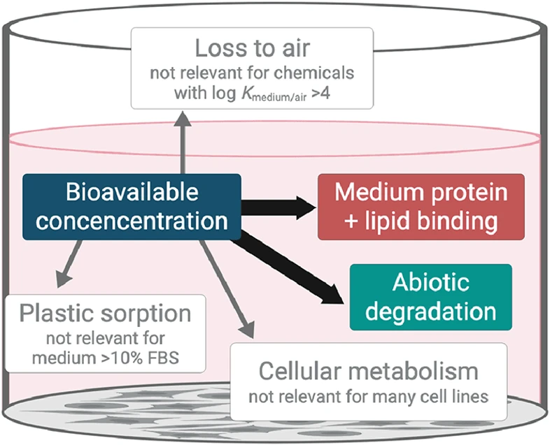Chem. Res. Toxicol. (2026): Figure 1. Binding and loss processes in cell-based in vitro bioassays and their relevance for BPA and its alternatives. Created in BioRender. Henneberger, L. (2026)