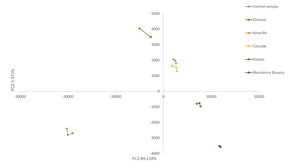 Kvasný průmysl: A comparison of sensory evaluation and an electronic nose assay in the assessment of aroma in dry hopped beers - Figure 3 PCA analysis of the aromatic profile of the control sample and of dry hopped beers prepared with different hop varieties (Kazbek, Mandarina Bavaria, Cascade, Amarillo, Chinook) acquired by e-nose.