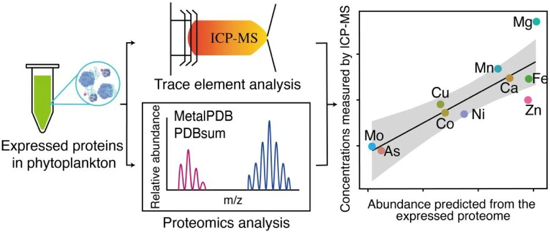 <p>Environ. Sci. Technol. 2025, 59, 50, 27367–27377: Graphical abstract</p>