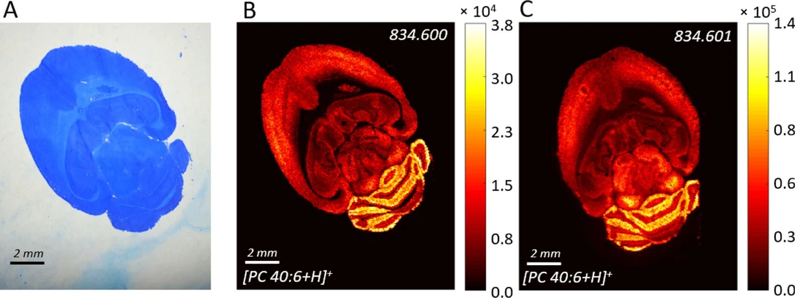 Figure 4. (A) Photo of the BB7-stained mouse brain. MALDI MSI of lipid PC 40-6 recorded from (B) the same BB7-stained section and (C) parallel section with the sublimated DHB layer in positive ion mode..jpeg