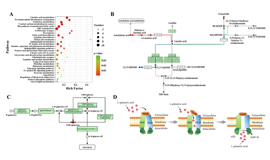 <ul><li><strong>Photo:</strong> <cite>Food Chemistry, Volume 460, Part 3, 2024, 40663: </cite><span id="ca0020">Fig. 4. Metabolic pathway bubble map of the 268 DEMs <strong>(A)</strong>. Large sizes and red colors represent the major pathway enrichment and high pathway effect values, respectively. Linoleic acid metabolism pathway <strong>(B)</strong>. Red, blue and green pathways represent linoleic acid transfer to arachidonic acid, 12,13-DHOME and 9R-HODE, respectively. Red dots, DEMs significantly up-regulated by GDM relative to non-GDM. Blue dots, DEMs significantly down-regulated by GDM relative to non-GDM. Part of the galactose metabolism pathway <strong>(C)</strong>. L-glutamic acid crosses cell membranes by activating NMDA-subtype receptors (GluB and GluA) <strong>(D)</strong>. (For interpretation of the references to colour in this figure legend, the reader is referred to the web version of this article.)</span></li></ul>