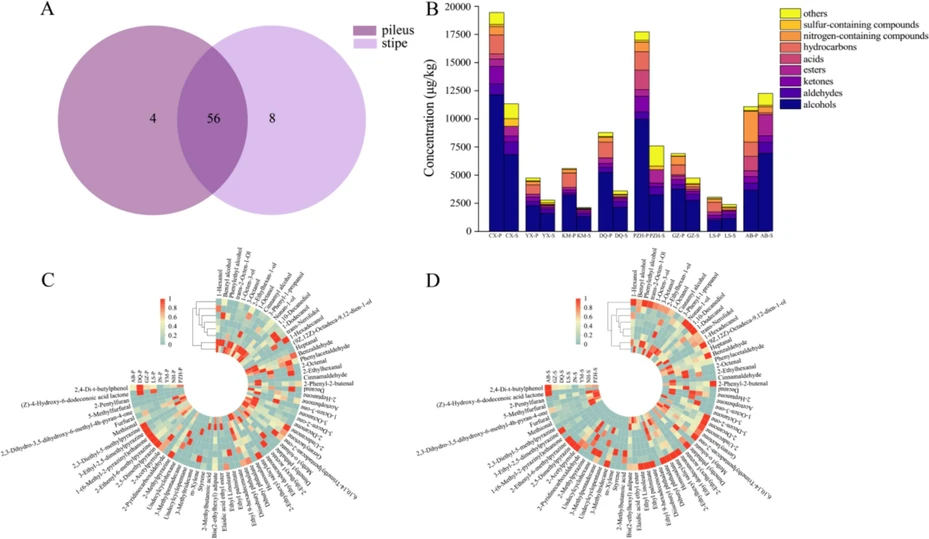 Food Chemistry-X 2024, 23, 101601: Fig. 4. Comparison of VOCs in pileus and stipe obtained by HS-SPME-GC–MS. (A) Venn diagram of the number of VOCs in pileus and stipe. (B) Bar chart of the content of each category of VOCs. Heatmaps of measured VOCs in pileus (C) and stipe (D).