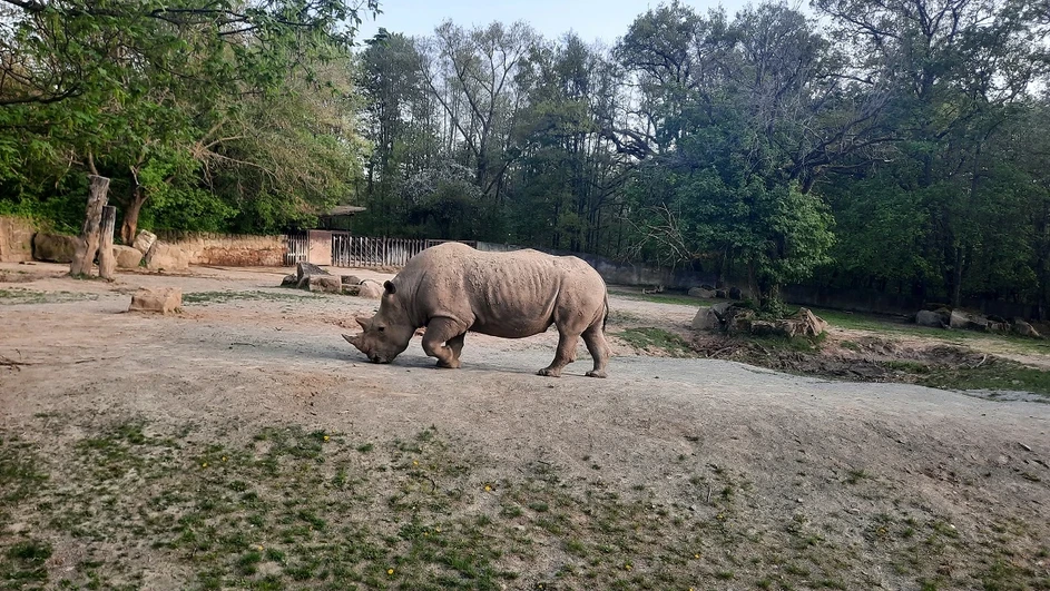 HPST: Safari Park Dvůr Králové nad Labem