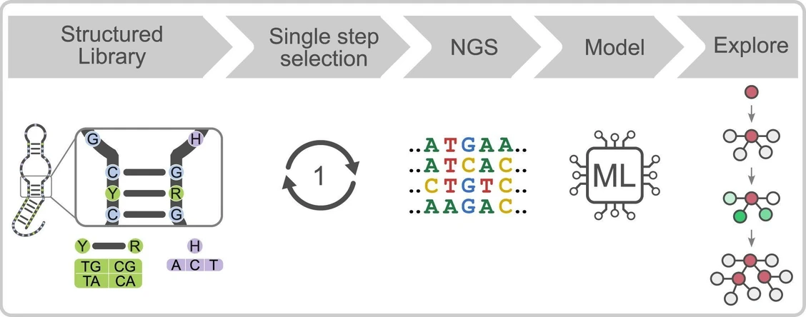 IOCB Prague: Exploring sequence space beyond random mutagenesis