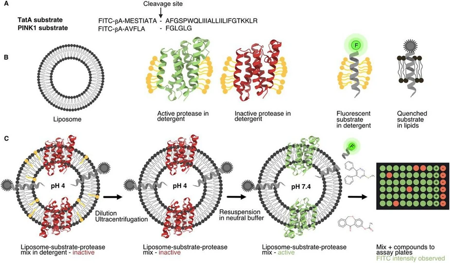 <p><strong>IOCB Prague:</strong> Hunting enzymes in the membrane: A new strategy to inhibit rhomboid proteases</p>