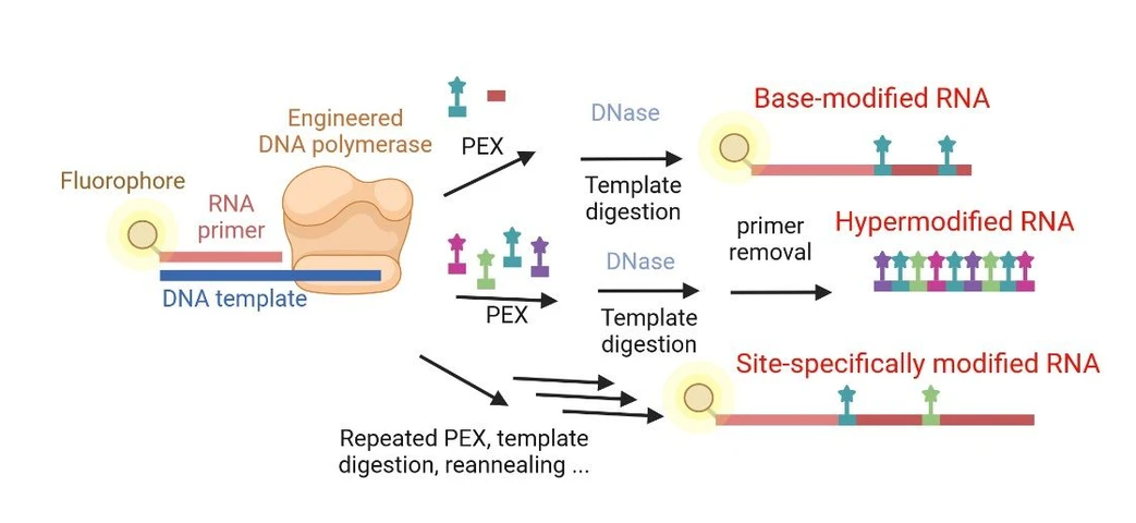 IOCB - Researchers at IOCB Prague develop a new method for enzymatic synthesis of potential RNA therapeutics
