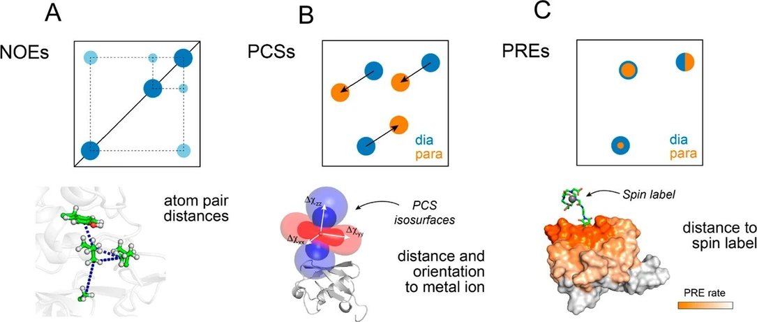 JACS Au 2024, 4, 2, 369-383: Figure 1. Experiments for obtaining distance restraints in living cells by solution NMR, including NOEs (A), PCSs (B), and PREs (C). (17) Reproduced with permission from ref (17). Copyright 2023 MDPI.