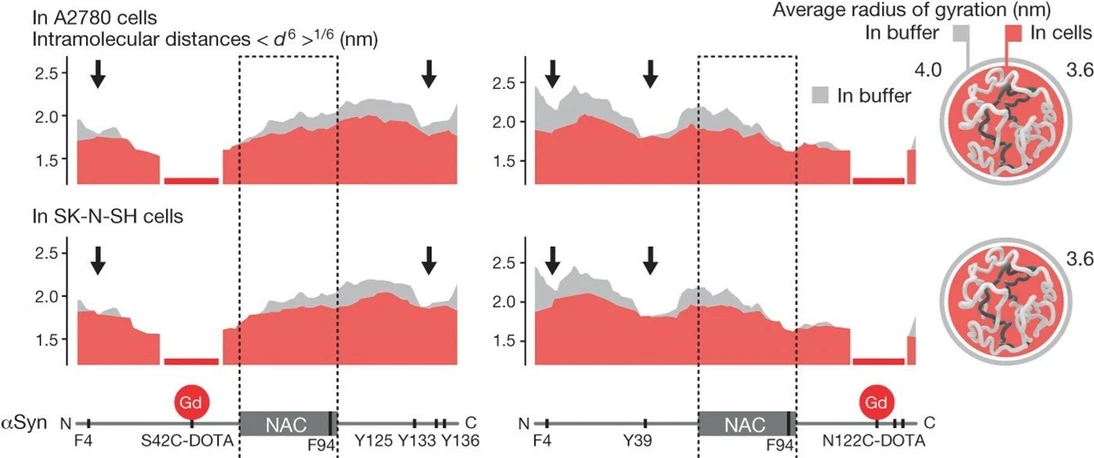 JACS Au 2024, 4, 2, 369-383: Figure 2. Compact α-syn structures in cells. Intramolecular PRE-derived distance profiles of N-terminally acetylated α-syn in buffer (gray) and in A2780 and SK-N-SH cells (red). (18) Reproduced with permission from ref (18). Copyright 2016 Springer Nature.