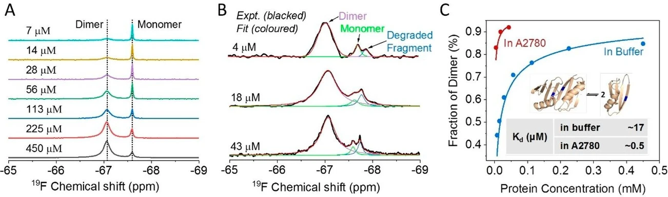 JACS Au 2024, 4, 2, 369-383: Figure 3. 19F NMR spectra of tagged GB1 variant at different concentrations in PBS buffer (A) and in A2780 cells (B); and corresponding fitting curves of the dissociation constant (C). Inset shows the dissociation of the homodimer. PDB ID: 2rmm. The mutant of T16C was marked with blue. (53) Reproduced with permission from ref (53). Copyright 2023 John Wiley and Sons.