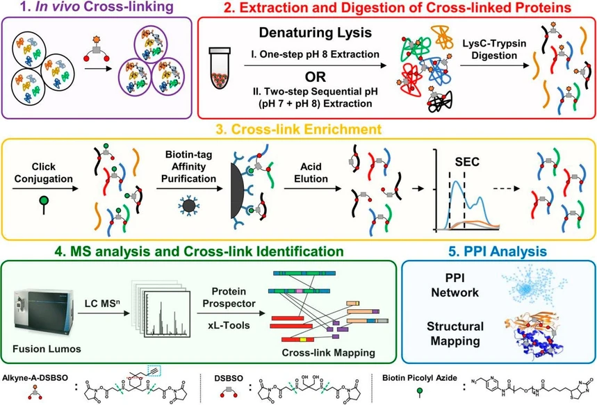 JACS Au 2024, 4, 2, 369-383: Figure 4. A robust in vivo XL-MS platform to enhance in-depth protein complex analysis. (66) Reproduced with permission from ref (66). Copyright 2021 National Academy of Sciences.