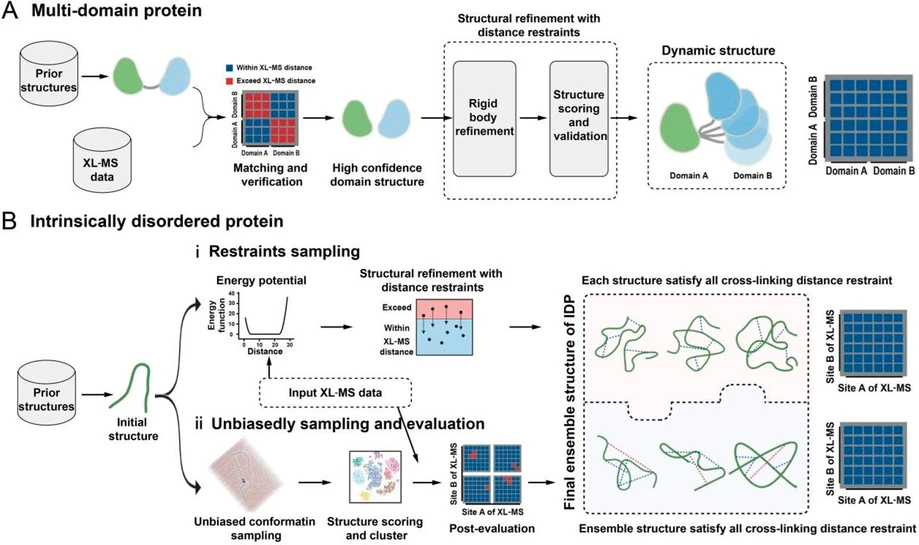 JACS Au 2024, 4, 2, 369-383: Figure 5. Algorithm workflow for hierarchical decoding of protein dynamics using XL-MS. (A) Workflow for decoding the ensemble conformation of multidomain proteins. (B) Strategies for decoding the ensemble conformation of IDPs. Structure calculations were performed using distance restraints from XL-MS. (i) Restraints sampling and (ii) unbiased sampling combined with postevaluation using XL-MS. The final ensemble structure of IDP from both strategies complement each other. (81) Reproduced with permission from ref (81). Copyright 2023 John Wiley and Sons.