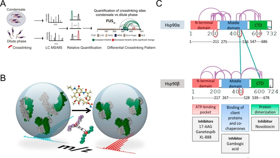 JACS Au 2024, 4, 2, 369-383: Figure 6. Conformational changes in response to corresponding stress or drug treatment. (A) Quantitative and time-resolved XL-MS analysis of the domain-specific changes during the FUSm condensates formation. (B) Identification of in vivo conformational changes of Hsp90 upon the inhibitors treatment using XL-MS. (C) Conformational and interactive changes investigation of Hsp90 isoforms specific to the domain-bias inhibitors upon systems-level quantitative XL-MS. (101−103) Reproduced with permission from ref (101). Copyright 2021 eLife Sciences Publications, Ltd. Reproduced with permission from ref (102). Copyright 2016 Cell Press. Reproduced with permission from ref (103). Copyright 2022 American Chemical Society.
