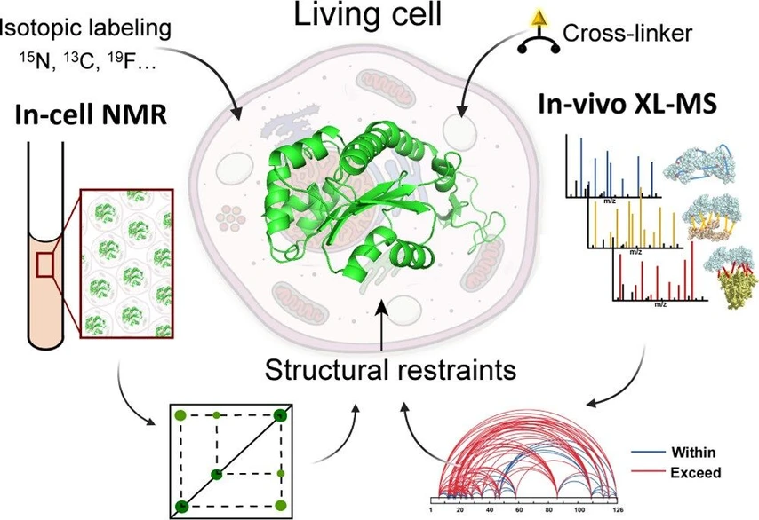 JACS Au 2024, 4, 2, 369-383: Figure 7. Convergence of NMR and XL-MS for in situ characterization of protein structure in the cellular environment.
