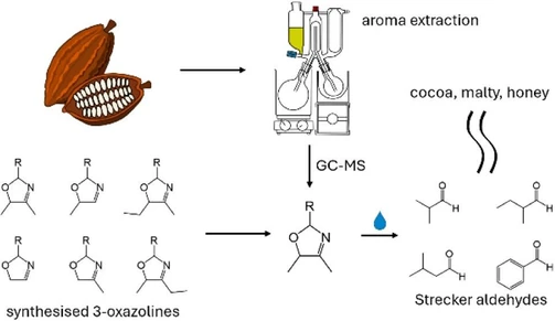 Synthesis and Identification of 3-Oxazolines in Cocoa