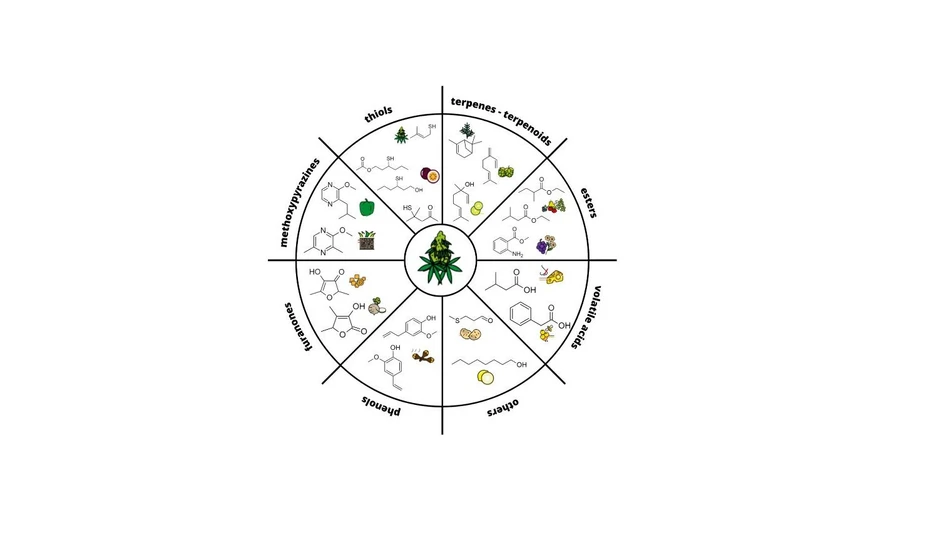 <p>J. Agric. Food Chem. 2025, 73, 38, 24314–24325: Graphical abstract</p>