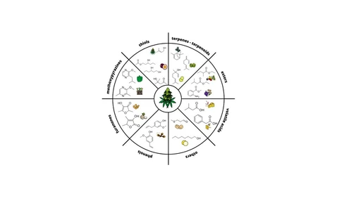 The Plant of Many Scents: Unraveling the Odorant Composition of Selected CBD Hemp Cultivars