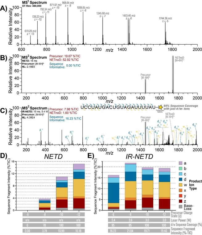 J. Am. Soc. Mass Spectrom. 2026, 37, 1, 301–309: Figure 3. (A) Full MS1 spectrum of the Khvo Sense Strand. (B) NETD spectrum of the z = −6 precursor. (C) IR-NETD spectrum of the z = −6 precursor with d- and w-type sequence fragments and sequence coverage annotated. (D) Sequence fragment distribution, sequence coverage, and total sequence fragment intensity observed using NETD across multiple precursor charge states. (E) Sequence fragment distribution, sequence coverage, and total sequence fragment intensity observed using IR-NETD across multiple precursor charge states.