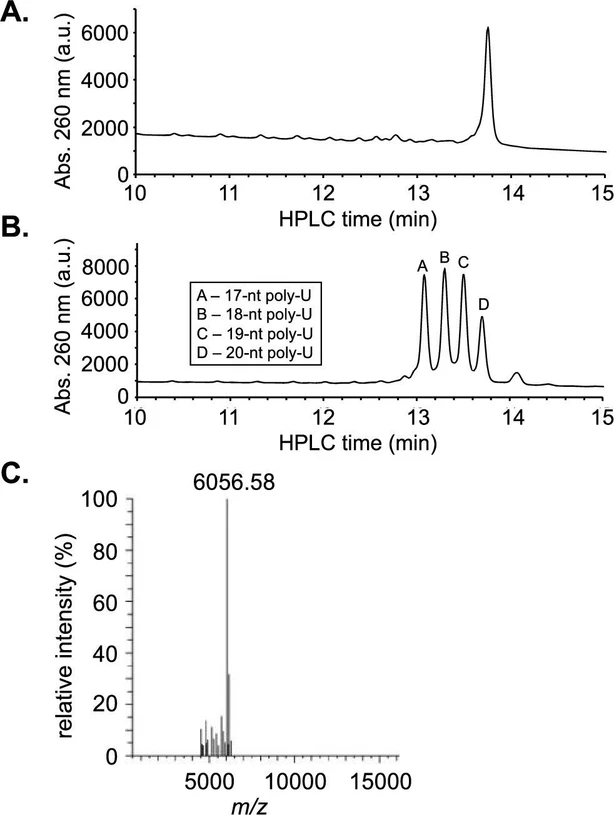 J. Org. Chem. 2025, 90, 46, 16326–16333: Figure 1. (A) HPLC analysis of the isolated 20-nt poly-U RNA oligonucleotide. (B) Reference HPLC spectrum of a mixture containing 17, 18, 19, and 20-nt poly-U RNA strands. (C) Deconvoluted ESI-MS analysis of the isolated 20-nt poly-U RNA oligonucleotides.