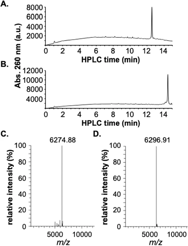 J. Org. Chem. 2025, 90, 46, 16326–16333: Figure 2. (A) HPLC analysis of the isolated RNA2 oligonucleotide. (B) HPLC analysis of the isolated RNA3 oligonucleotide. (C) Deconvoluted ESI-MS analysis of the isolated RNA2 oligonucleotide. (D) Deconvoluted ESI-MS analysis of the isolated RNA3 oligonucleotide.