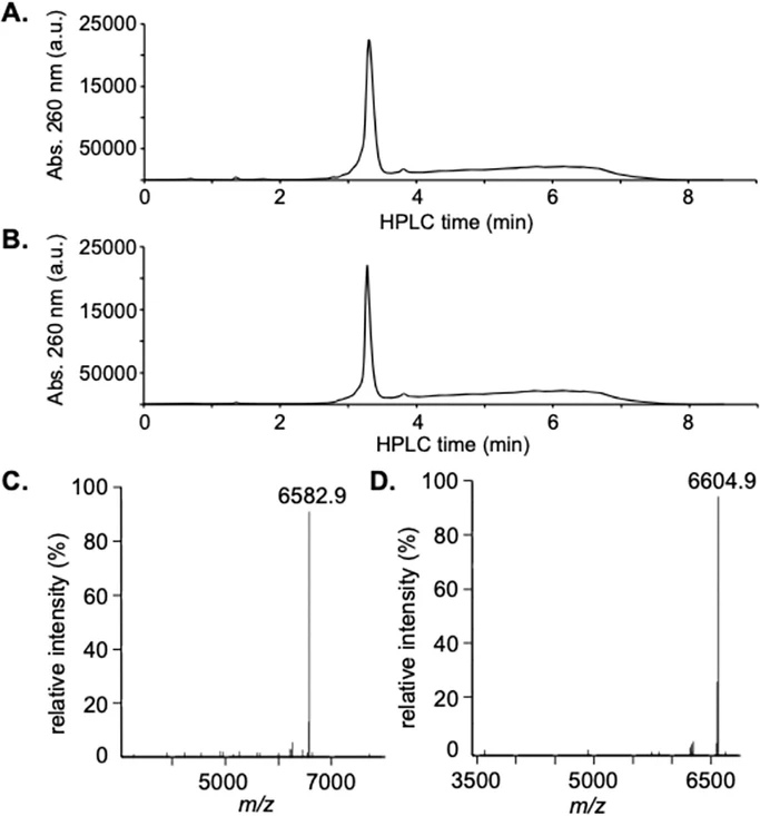 J. Org. Chem. 2025, 90, 46, 16326–16333: Figure 3. (A) HPLC analysis of the isolated RNA4 oligonucleotide. (B.) HPLC analysis of the isolated RNA5 oligonucleotide. (C) Deconvoluted ESI-MS analysis of the isolated RNA4 oligonucleotide. (D) Deconvoluted ESI-MS analysis of the isolated RNA5 oligonucleotide.