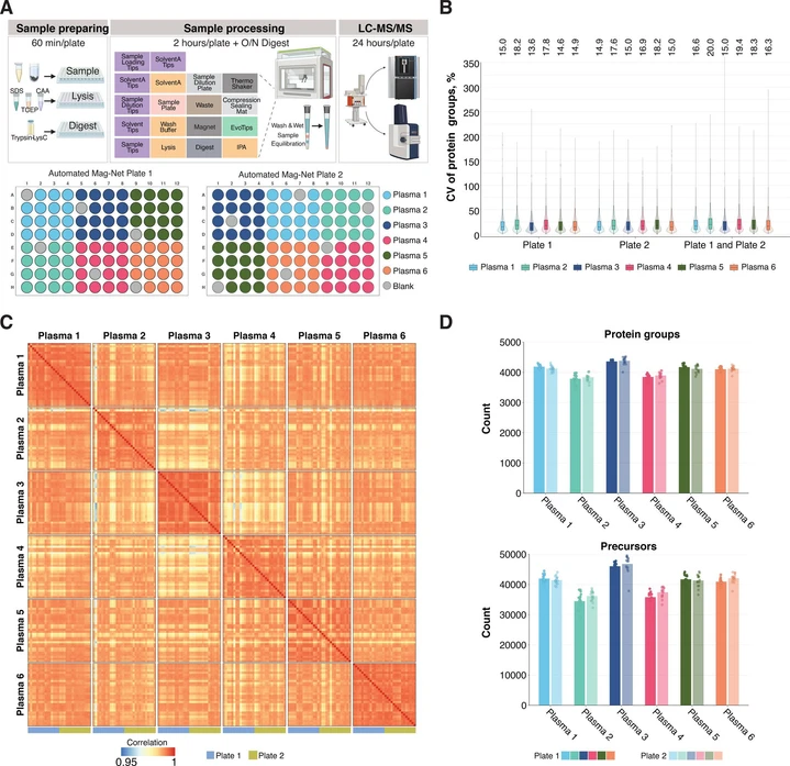 J. Proteome Res. 2026, 25, 2, 618–632: Figure 4. Automated Mag-Net workflow with combined Evotip loading using a Biomek i5 liquid handler and analyzed with an Orbitrap Astral mass spectrometer shows high reproducibility. (A) Overview of the automated Mag-Net and Evotip workflows and plate layouts for two Mag-Net runs. The 100 SPD method was used for LC–MS analysis of all samples. (B) Coefficient of variation (CV, %) of protein groups within each plasma sample across plate 1 and plate 2 (n = 15 per plate; n = 30 total). The exact values of median CVs are shown above the plot. (C) Pearson correlation of protein intensities between plasma samples across both plates. The scale bar is from 0.9 to 1. (D) Number of identified protein groups and precursors per plasma sample on each plate (n = 15 per plate; n = 30 total).