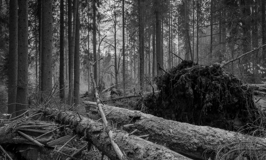 Jakub Kopecký Plášil: Na jednom z těchto kmenů našel autor fotografie vzácný Ucháčovec šumavský (Gyromitra sphaerospora).