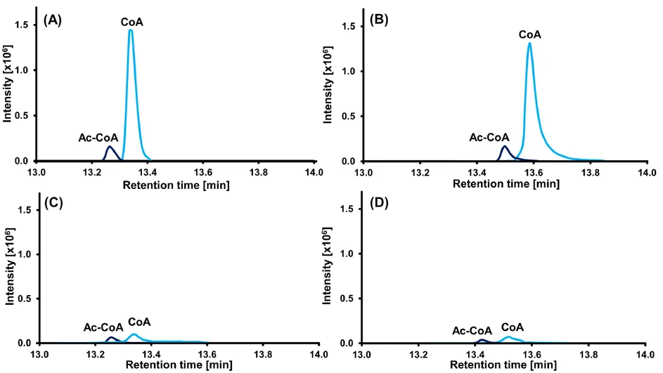 Journal of Chromatography A Volume 1740: Fig. 3. Effect of bioinert and conventional platforms on sensitivity and peak shape visualized using coenzyme A (CoA) and acetyl coenzyme A (Ac-CoA): (A) bioinert LC system – bioinert column, (B) conventional LC system – bioinert column, (C) bioinert LC system – conventional column, and (D) conventional LC system – conventional column.