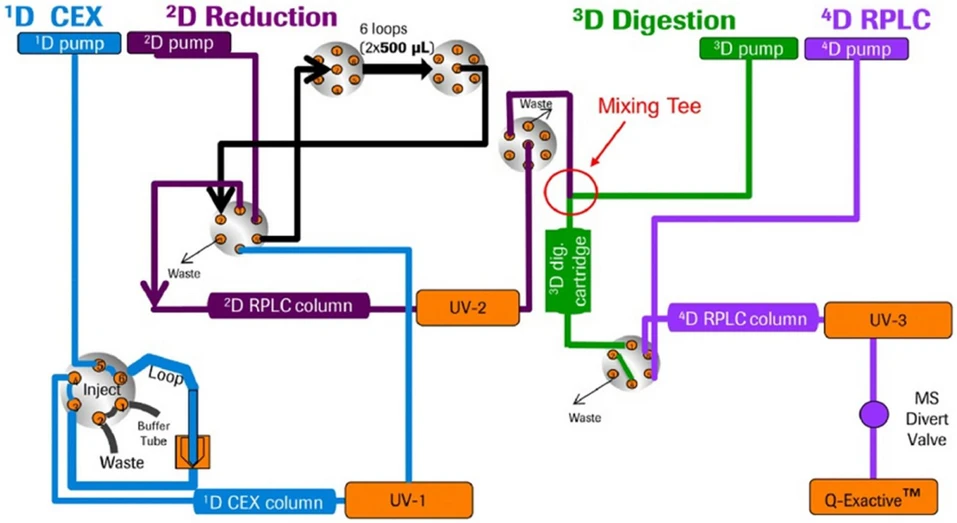 Journal of Chromatography A, Volume 1742, 2025, 465672: Fig. 6. Schematic representation of the automated 4D-LC-MS workflow, enabling (i) the separation and fractionation of charge variants by CEX, (ii) on-column reduction and sub-unit analysis by RPLC, (iii) trypsin digestion in flow through mode, (iv) peptide mapping analysis by RPLC and hyphenation to MS. Adapted from [113], with permission from Elsevier.