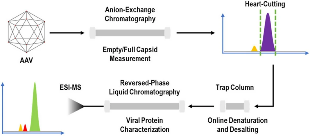 <p><strong>Journal of Chromatography A, Volume 1742, 2025, 465672: </strong>Fig. 7. Schematic representation of the 2D-LC-MS platform used for multi-attribute characterization of adeno-associated viruses (AAVs). In this platform, AAV samples first undergo AEX separation for empty and full capsid measurements. Using the multiple heart-cutting technique, fractions are sequentially transferred to the second dimension. In the 2D, the fractions are subjected to online denaturation and desalting in a trap column, followed by separation using RPLC. Separated fractions are then analyzed by MS for intact mass analysis. Adapted from [140], with permission from the American Chemical Society.</p>