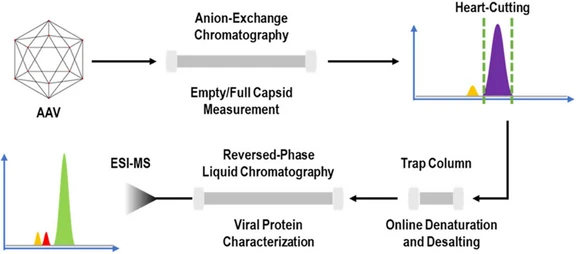 Ion exchange chromatography of biotherapeutics: Fundamental principles and advanced approaches