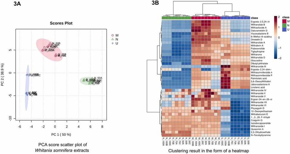 <p><strong>Journal of Pharmaceutical and Biomedical Analysis, Volume 253, 2025, 116520:</strong> Fig. 3. Multivariate data analysis of specialized metabolites detected in W. somnifera extracts by LC-MS analysis: (A) PCA score scatter plot; (B) clustering result in the form of a heatmap.</p>